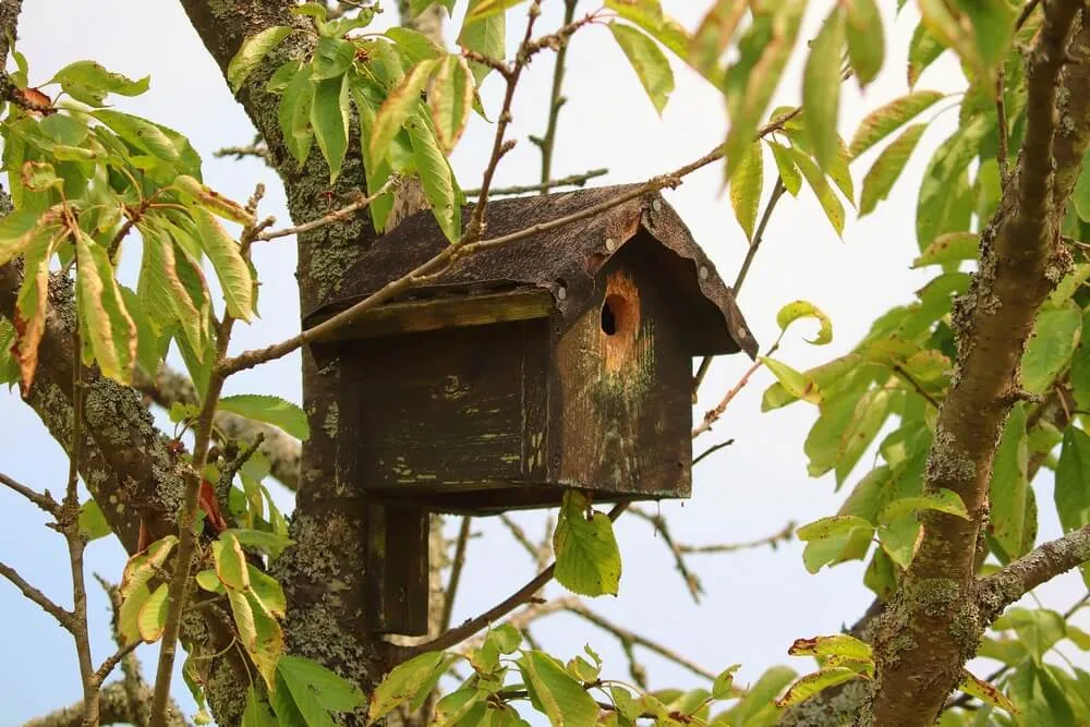 Bird Box：你属灵眼瞎吗？